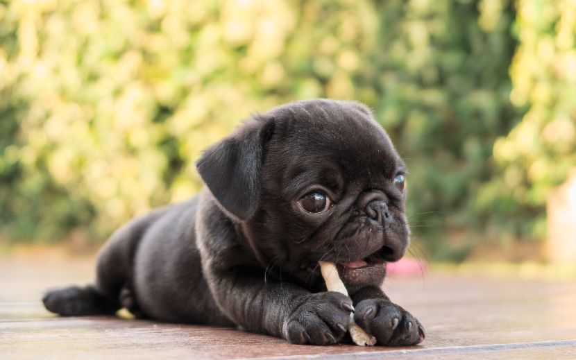 Snacks para cães
